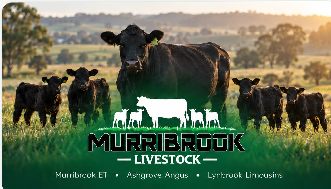 Murribrook Livestock cattle at pasture